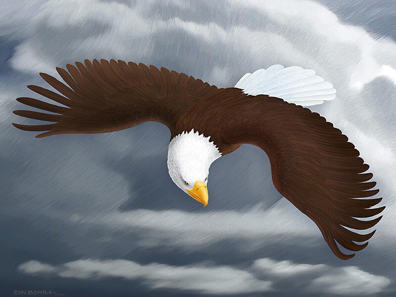 Eagle Storm Flight