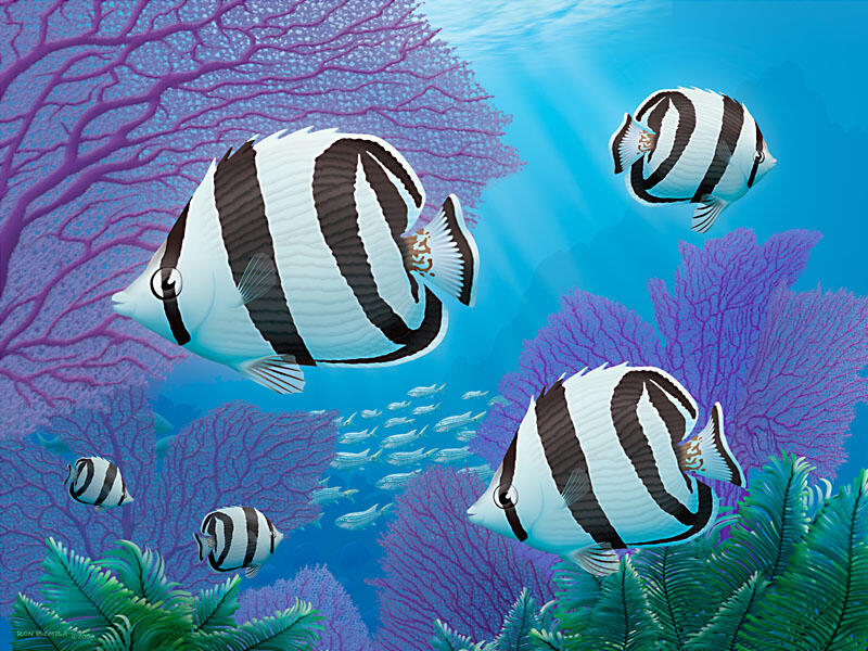 Banded Butterfly Fish