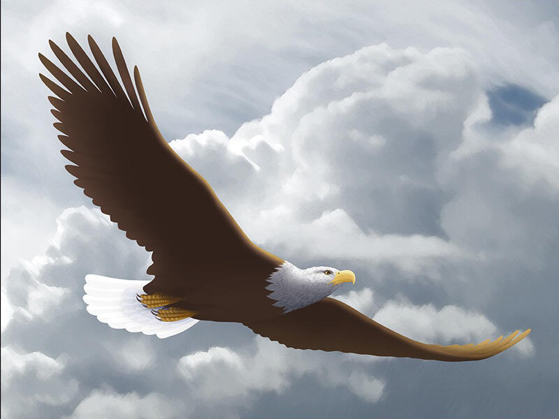 Eagle Soaring High