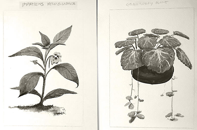 30 Plant Sketches